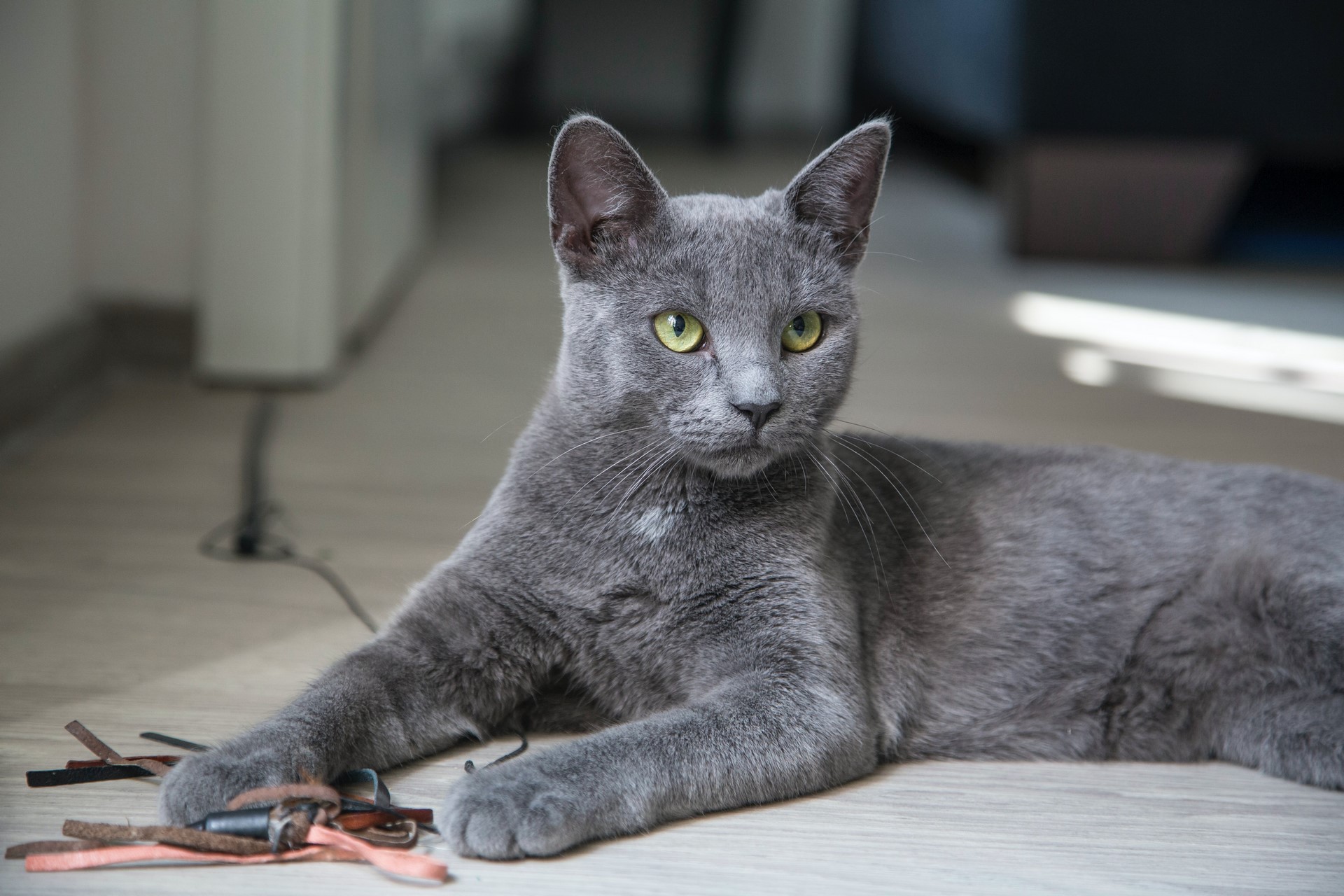 Reussir La Cohabitation Entre 2 Chats En 7 Points Animal Psy